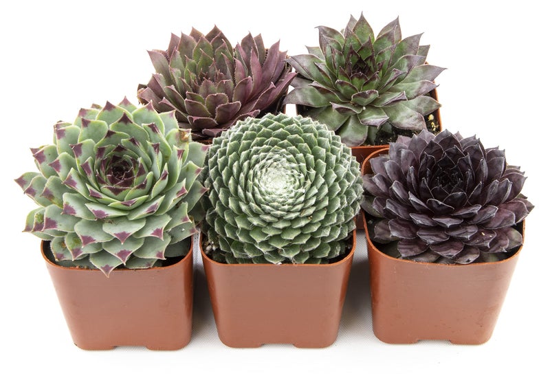 Plants for Pets Sempervivum Succulents Plants Live Indoor Plants (5PK), Sempervivum Plants Live Houseplants, Hen and Chicks Live Plants Indoor House Plants, Rosette Succulent Plants in Plant Pots by Plants for Pets - Image 1